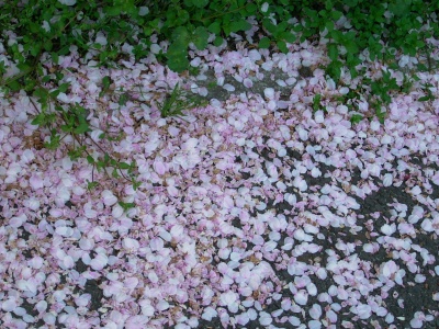 R0030313裏道の桜並木_400.jpg
