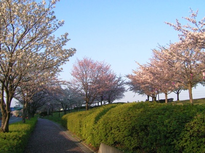 R0030326駅付近の桜並木_400.jpg