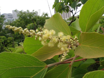 アカメガシワ雄花_400.jpg