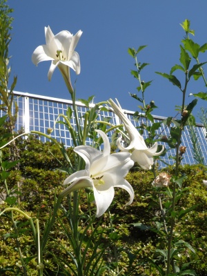 P8160095ユリとムクゲ_300.jpg