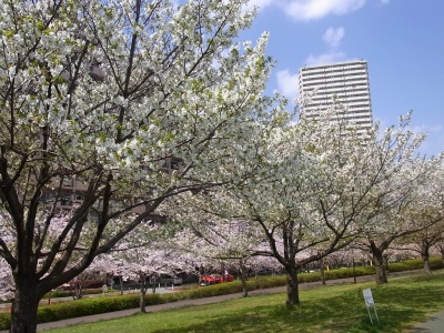 RIMG0114小松川千本桜_400.jpg