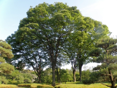 P6030319昼食を食べた木_400.jpg