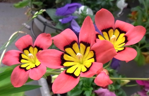 RIMG0022スパラキシスの花Zoom_500.jpg