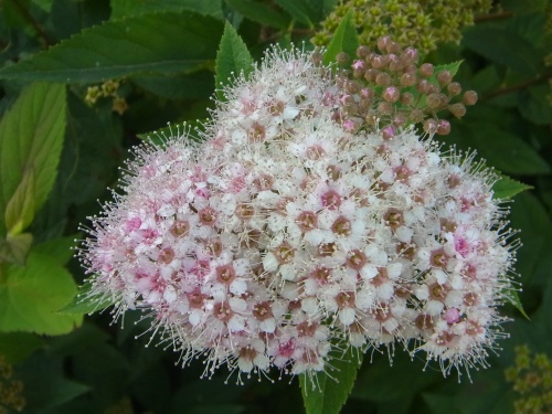 RIMG0018シモツケの花COOL_500.jpg