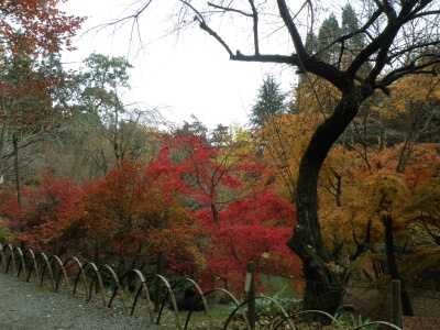 PB250061日の出山荘の紅葉_400.jpg