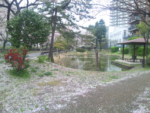 SBSH0275潮入の池と桜_500.jpg