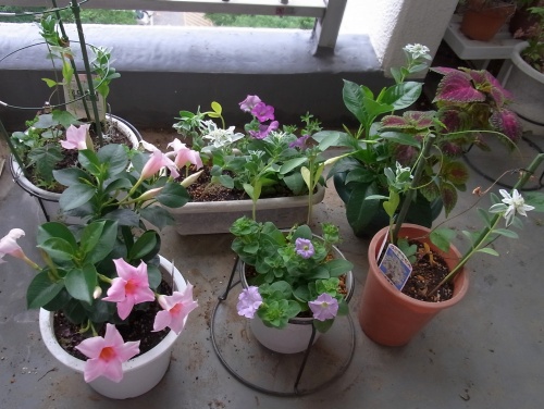RIMG0027植替えた花たち_500.jpg