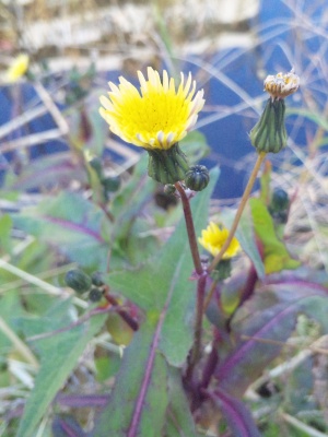 SBSH0259冬の野草の花-1_300.jpg