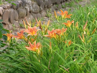 RIMG0035ヘメロカリスの花_400.jpg