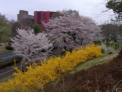 i00011桜とレンギョウ並木_500.jpg