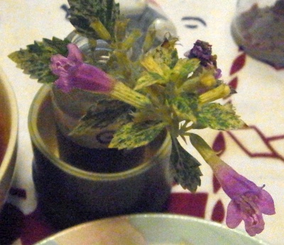 R0012244_0711食卓のシソ科の花何?_400.jpg