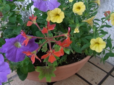 R0013837寄せ植え鉢-L_400.jpg