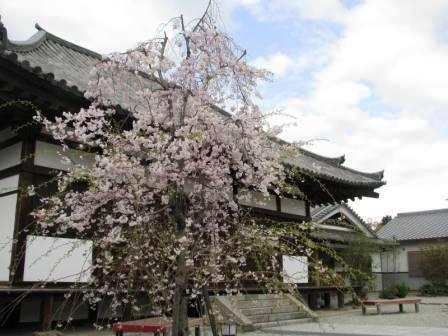 桜終盤