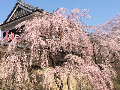 世の中 に た えて 桜の な かり せ ば 春の 心 は のどけから まし