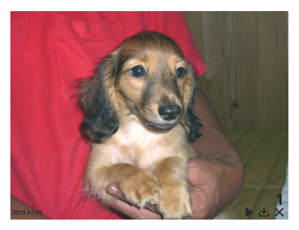 カニンヘンダックス 子犬