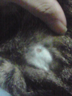 猫へ電磁的攻撃による虐待被害.jpg