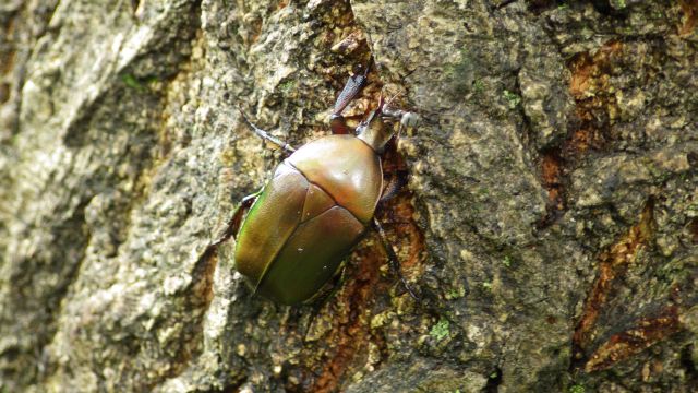 この時期見られる昆虫：カナブンのなかま | 昆虫はかせネットワークブログ