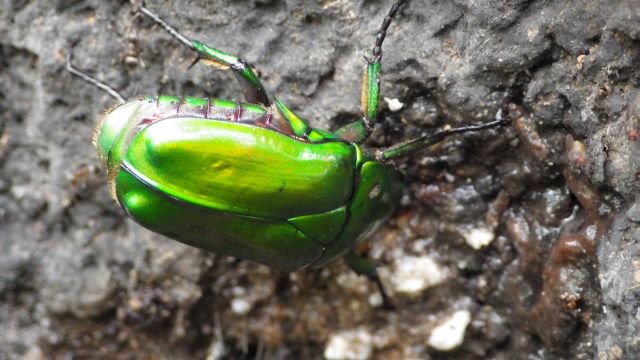 カナブン虫ページ この時期見られる昆虫：カナブンのなかま | 昆虫はかせネットワークブログ