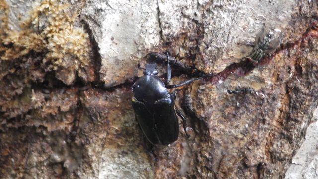 この時期見られる昆虫：カナブンのなかま | 昆虫はかせネットワークブログ