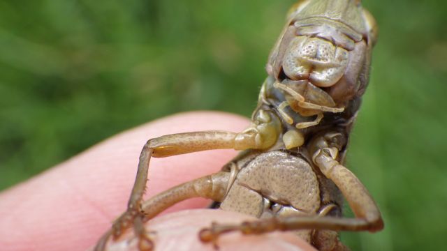バッタとイナゴの見分け方 | 昆虫はかせネットワークブログ