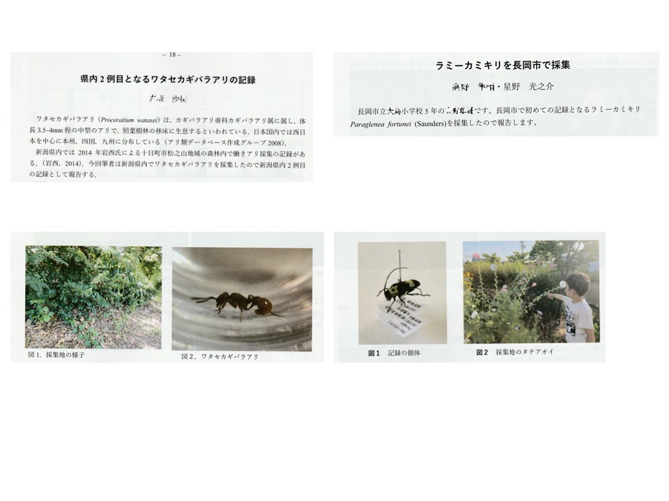 ▲01)【1点限り!】【希少】越佐昆虫同好会 会報 第72号〜第116号中の30冊セット/1991年〜2017年/佐渡/新潟/越後/故馬場金太郎/トンボ/B △01)【1点限り!】【希少】越佐昆虫同好会 会報 第72号〜第116号中の30