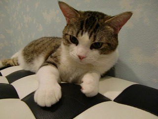 120530_ねこまんま