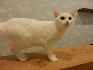 120530_ねこまんま