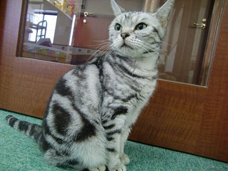 120604_ねこまんま