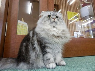 120530_ねこまんま