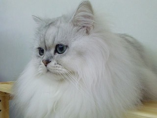 120530_ねこまんま