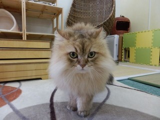 120530_ねこまんま