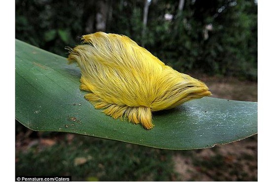 金髪の毛虫 欲しいデコメと絵文字のブログ