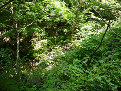 聖霊の森1