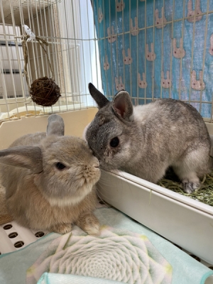 マイケル&まめたろう