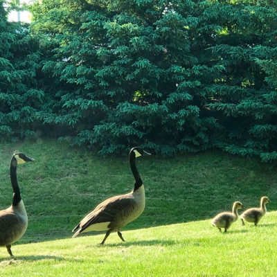 鳥 親子 カナダグース 散歩 河原 春 bird canada geese family spring walking