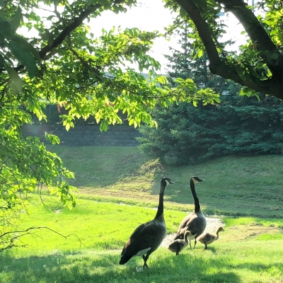 鳥 親子 カナダグース 散歩 河原 春 bird canada geese family spring walking