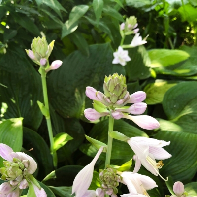  ܥ ۥ hosta flower