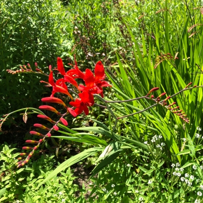 ҥ   ̳ƻ  Crocosmia red flower summer japan