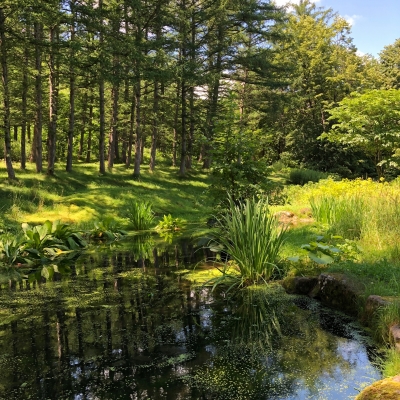 Υǥ ̳ƻ    forest japan hokkaido green pond