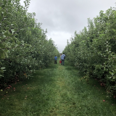 󥴼  ꥫ apple pick your own orchard fall activity fun