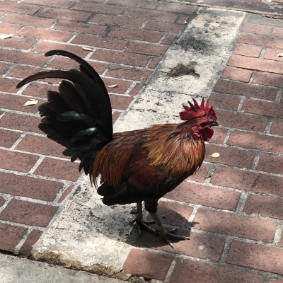 野生 鶏 アメリカ フロリダ州 キーウエスト chicken USA Florida key west wildlife