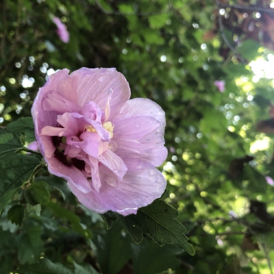 ९  ǥ֥ե   񥹡 edible flowers rose of Sharon egg soup crop garden fondly United States