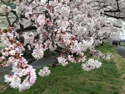 2016_spring