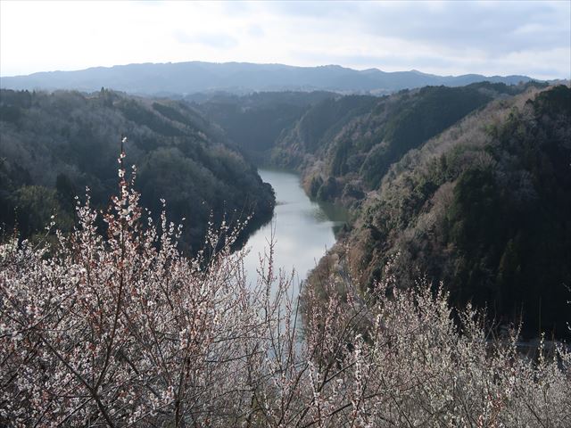 湖畔の梅林＜月ヶ瀬梅渓＆金剛山 千早本道＞ | 楽人の山歩道