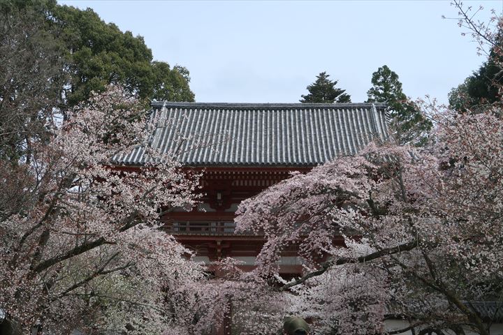 醍醐寺の花見＜高塚山＆醍醐山＞ | 楽人の山歩道