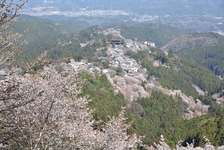 乾山写吉野桜向付15客 京焼 チロンマ 乾山写吉野桜向付15客 京焼 チロンマ 乾山写吉野桜向付15客 京焼