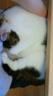 c-201208031512001.jpg