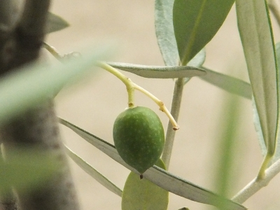 c-DSCF4940.jpg