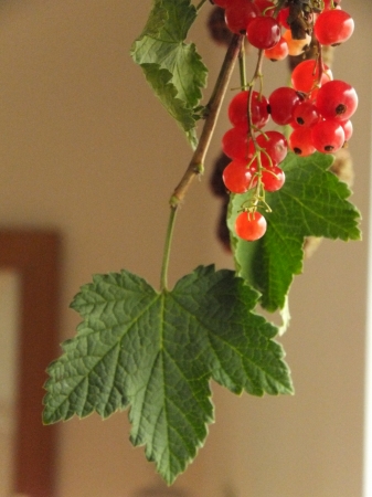 c-DSCF5003.jpg