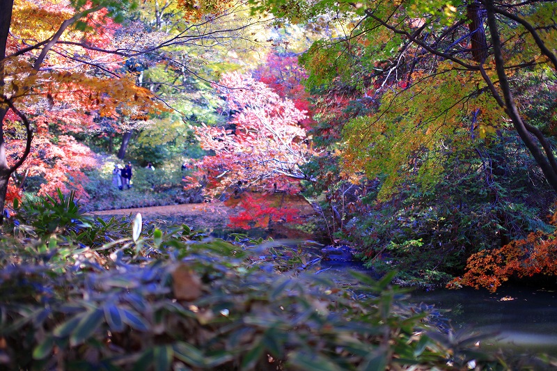 _MG_1565.jpg